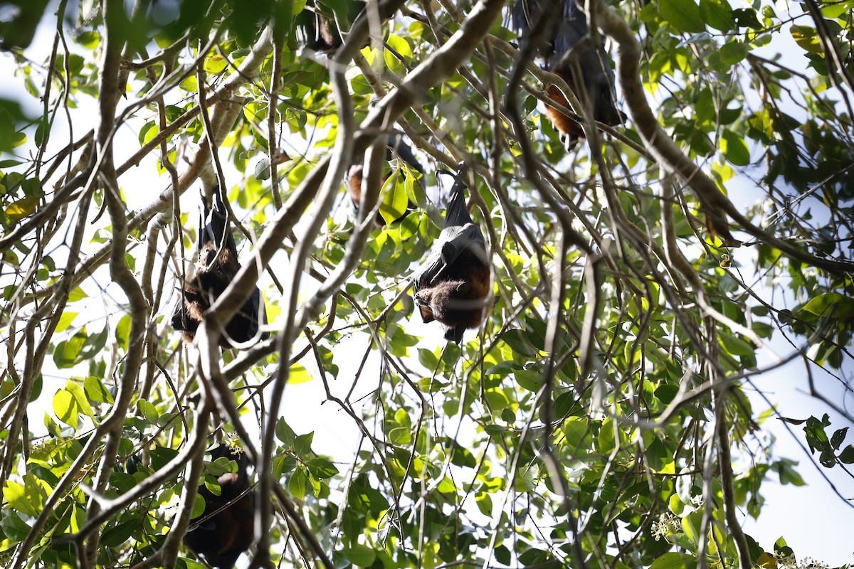 Grey-headed Flying-fox - ML646489599