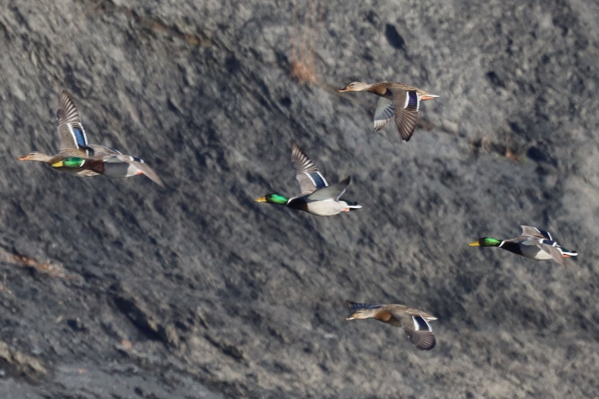 Mallard - ML646489601