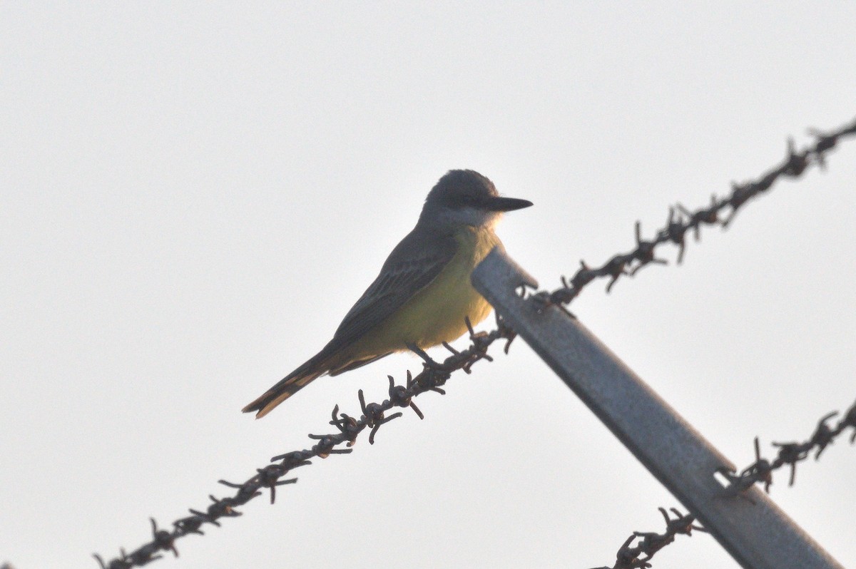 Tropical Kingbird - ML646489602
