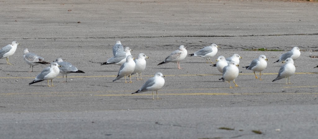 Ring-billed Gull - ML646489603