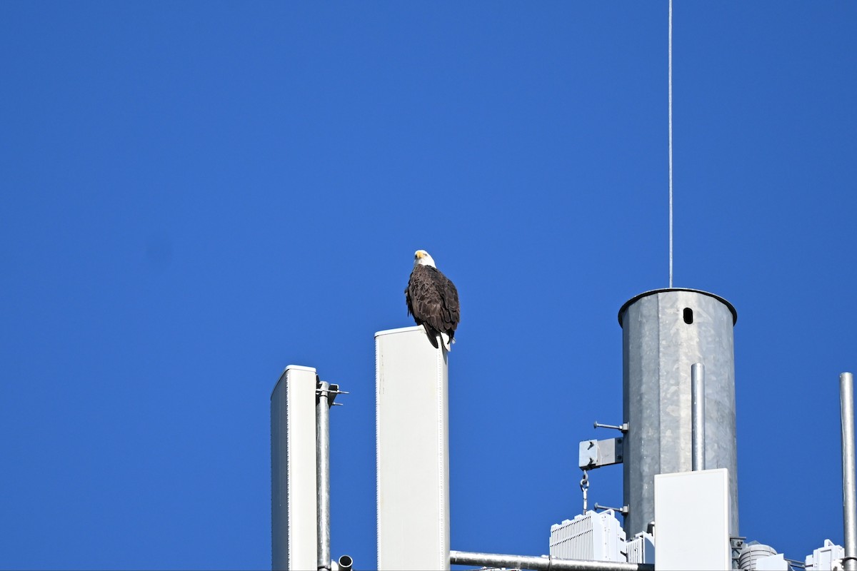 Bald Eagle - ML646489605