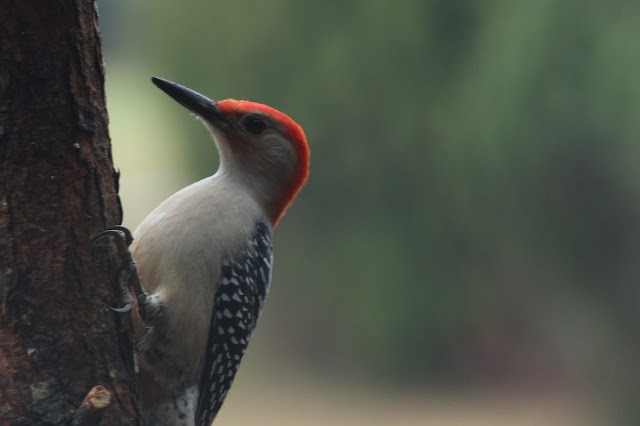 Red-bellied Woodpecker - ML646489606
