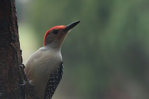 Red-bellied Woodpecker - ML646489610