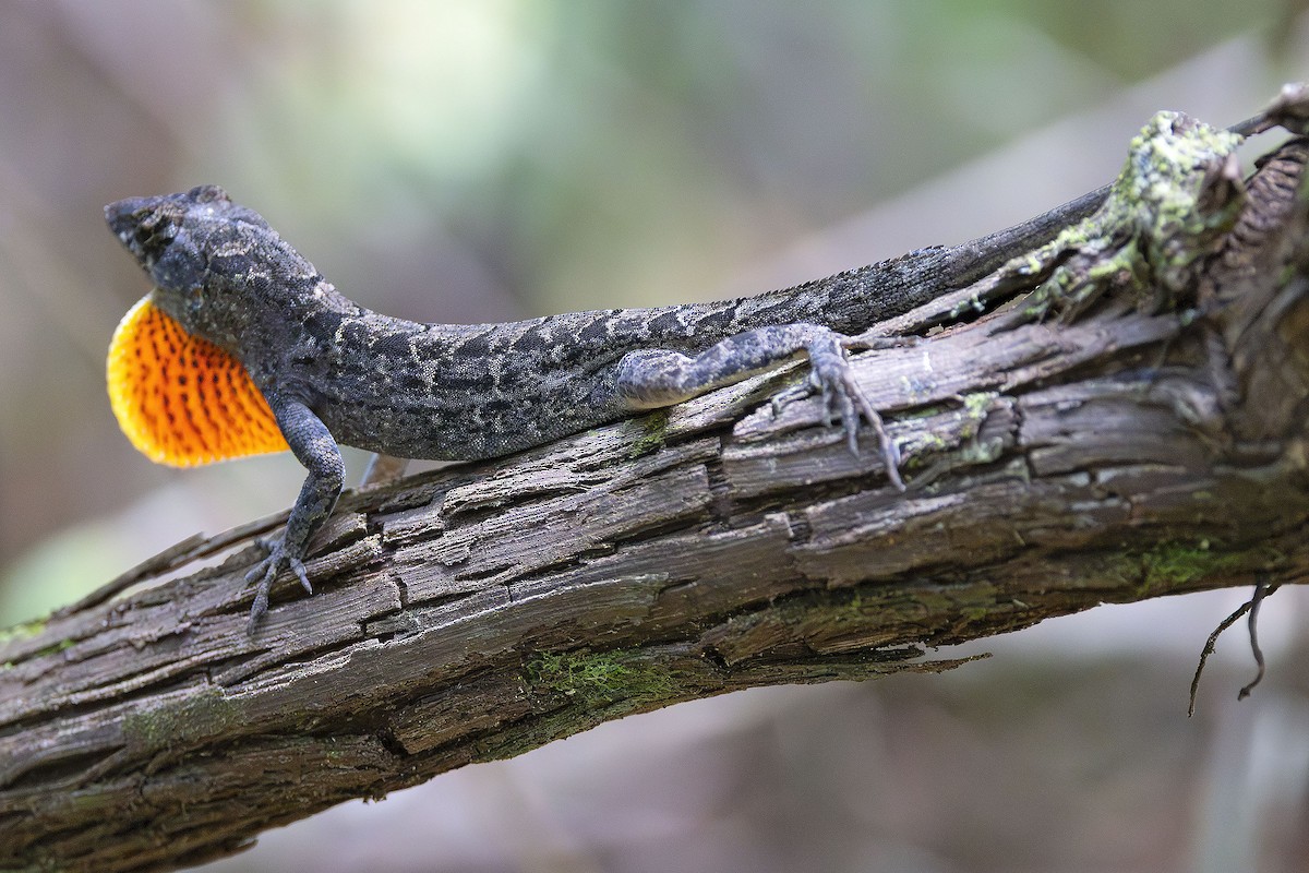 Animals - ML646489611