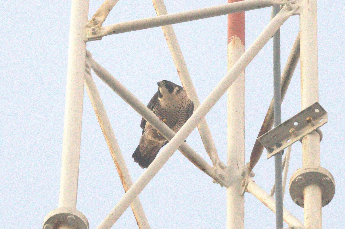 Peregrine Falcon - ML646489613