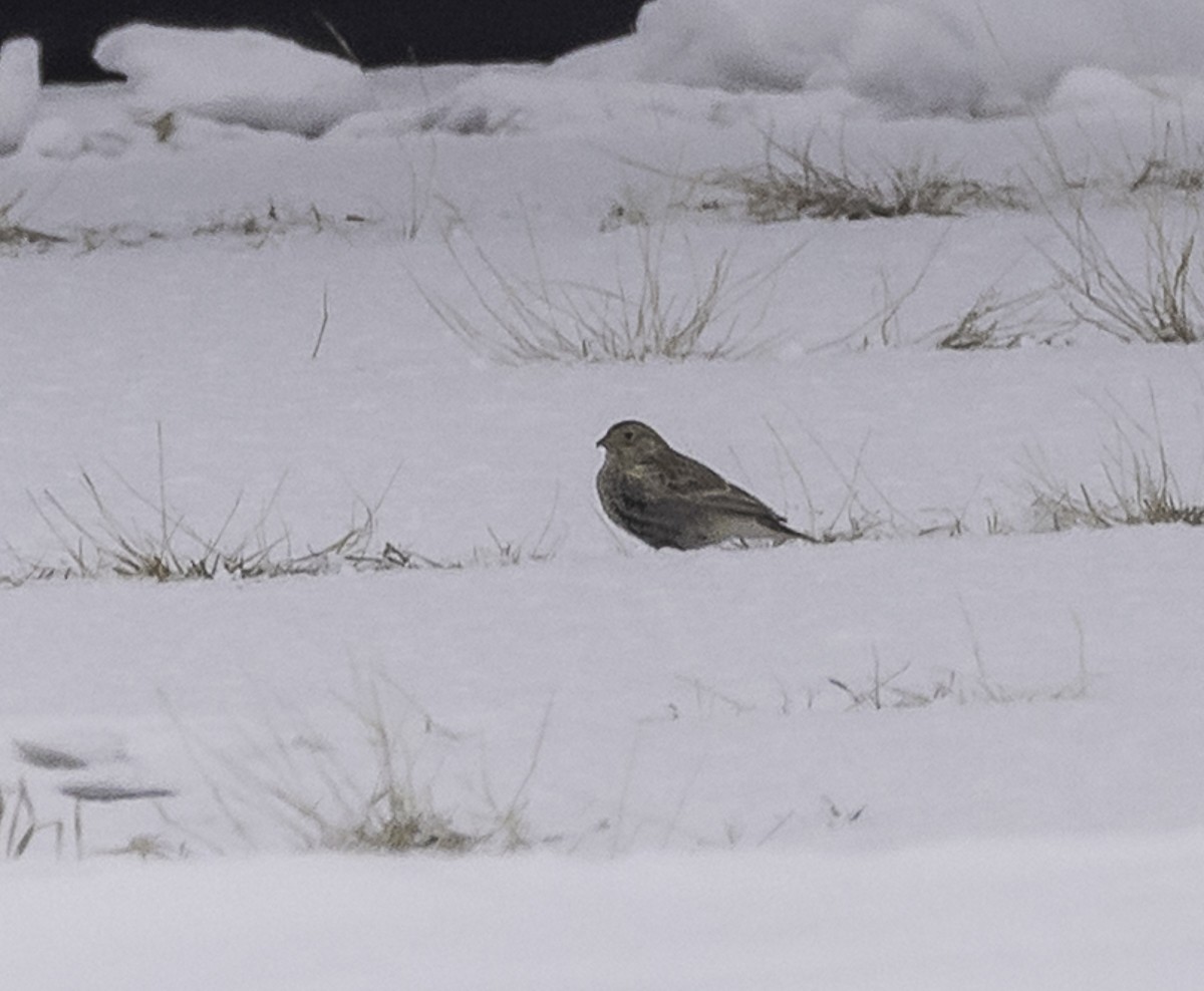 Chestnut-collared Longspur - ML646489615