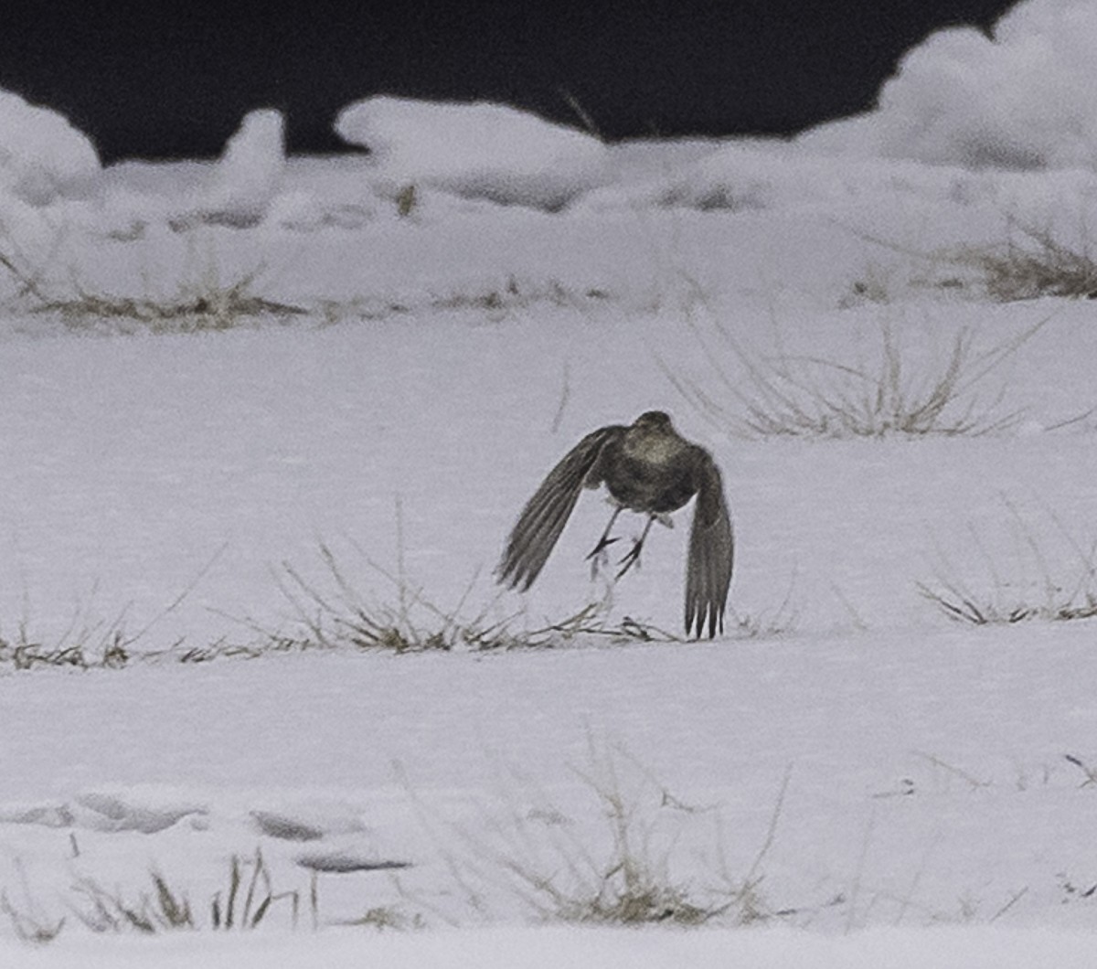 Chestnut-collared Longspur - ML646489616