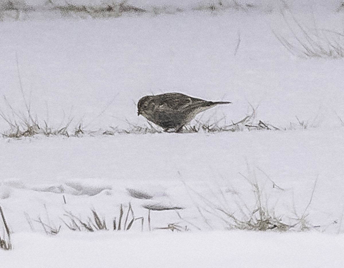 Chestnut-collared Longspur - ML646489617