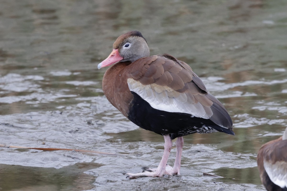 Black-bellied Whistling-Duck - ML646489618