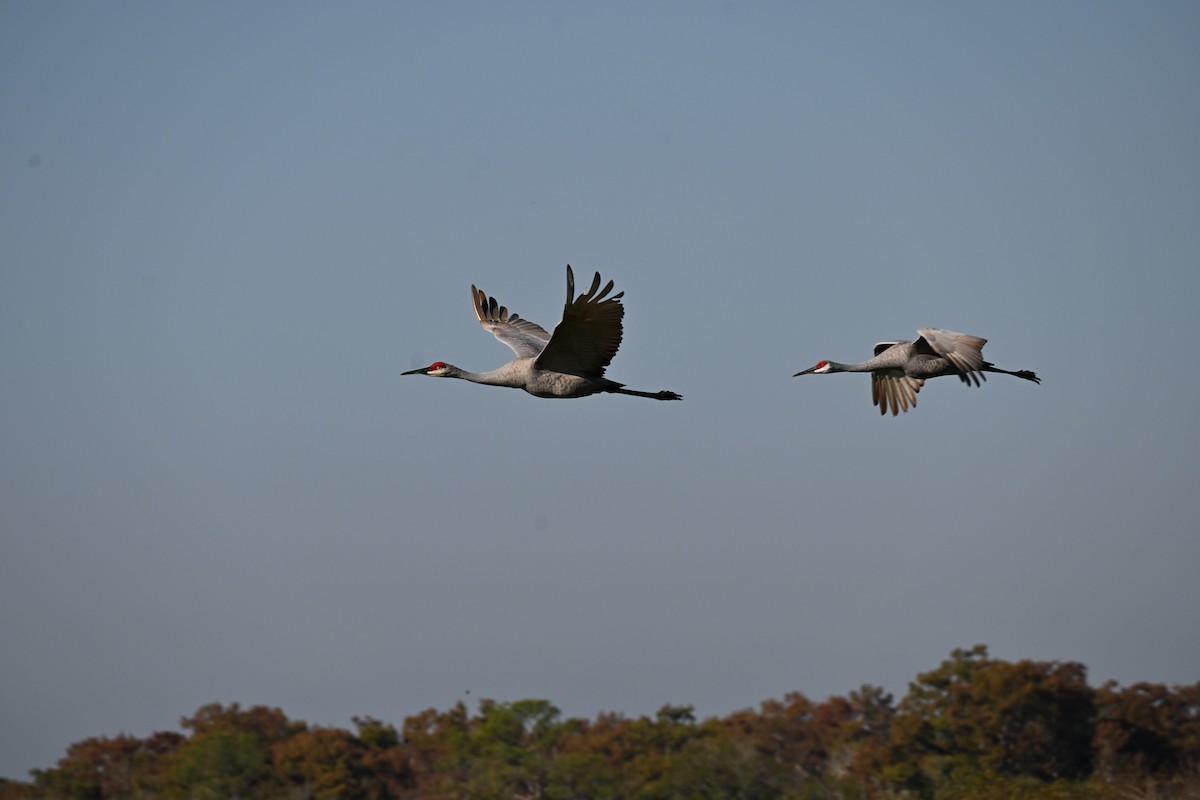 Sandhill Crane - ML646489619