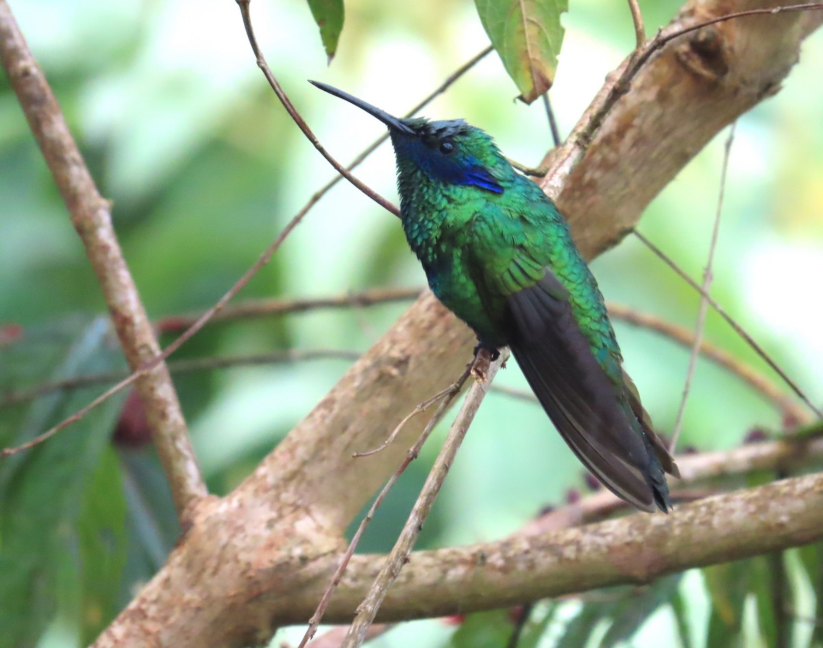 Колібрі синьочеревий - ML646489623