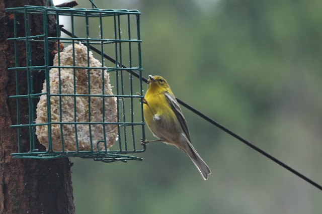 Pine Warbler - ML646489624