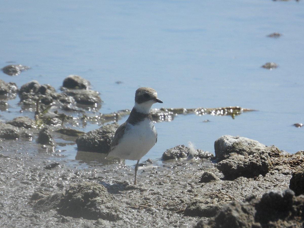 Semipalmated Plover - ML646489625