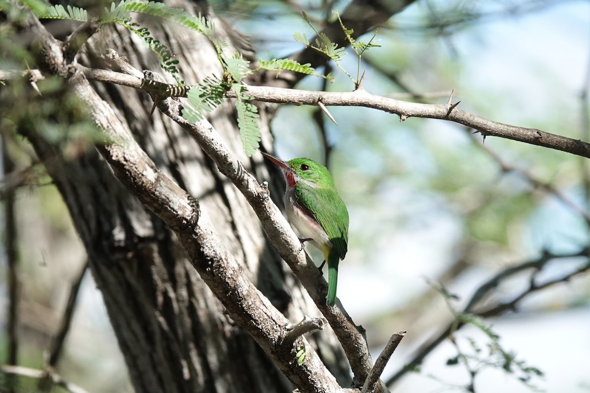 Ширококлювый тоди - ML646489626