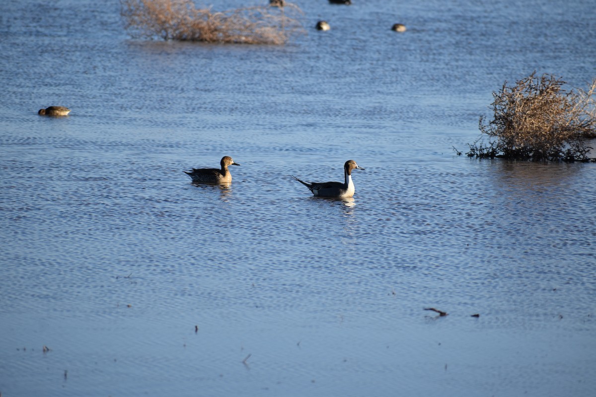 Northern Pintail - ML646489629