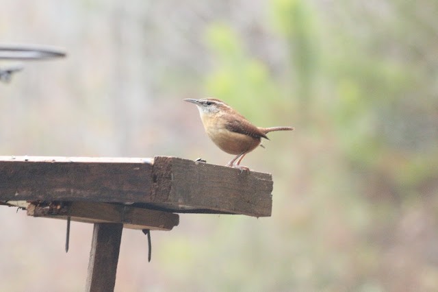 Carolina Wren - ML646489631