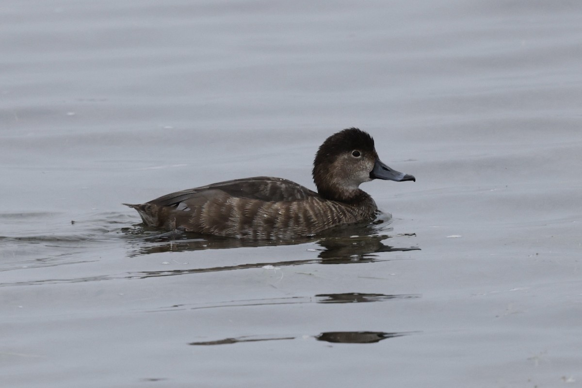 Redhead - ML646489632