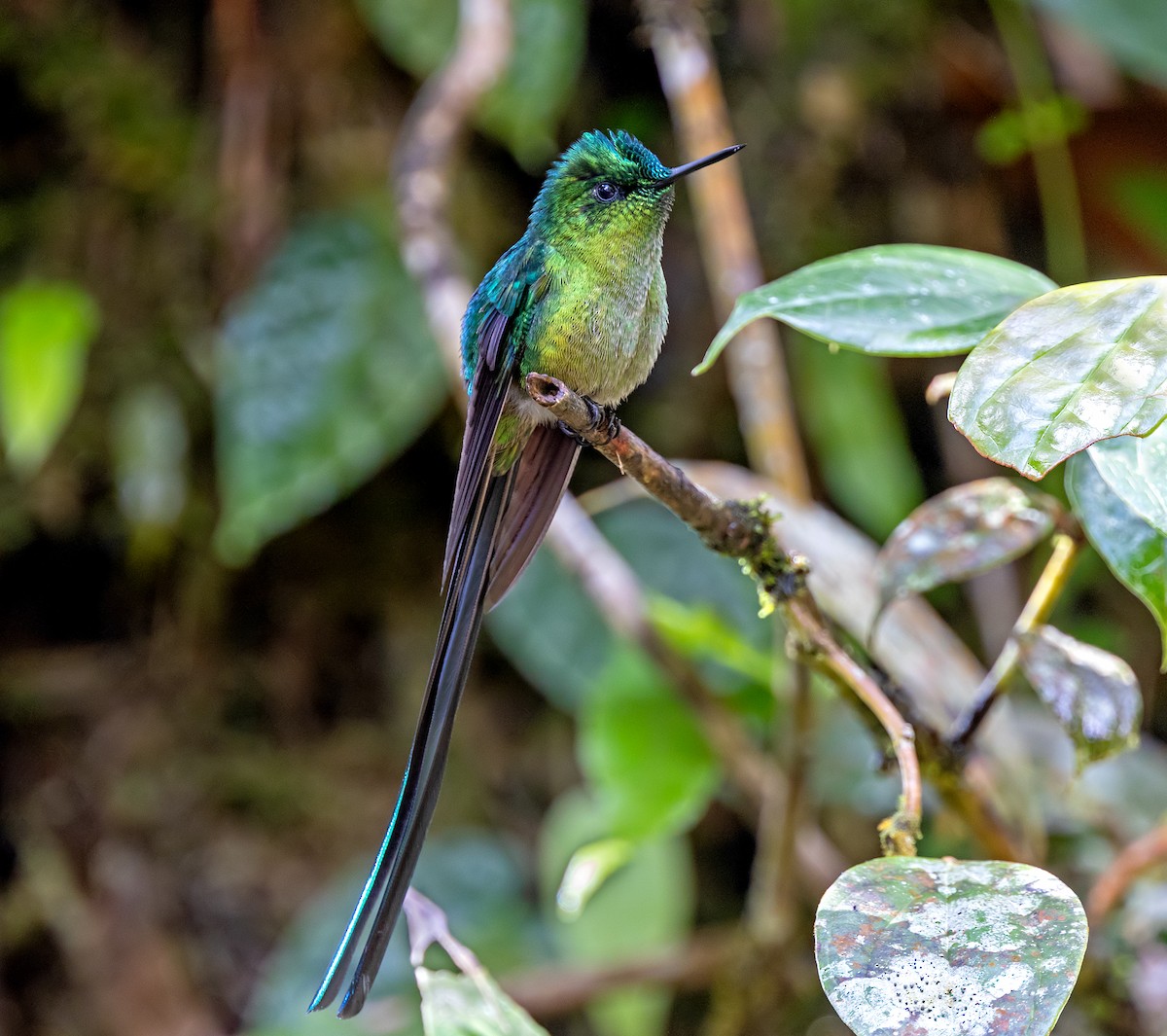 Gök Kuyruklu Ormanperisi - ML646489633