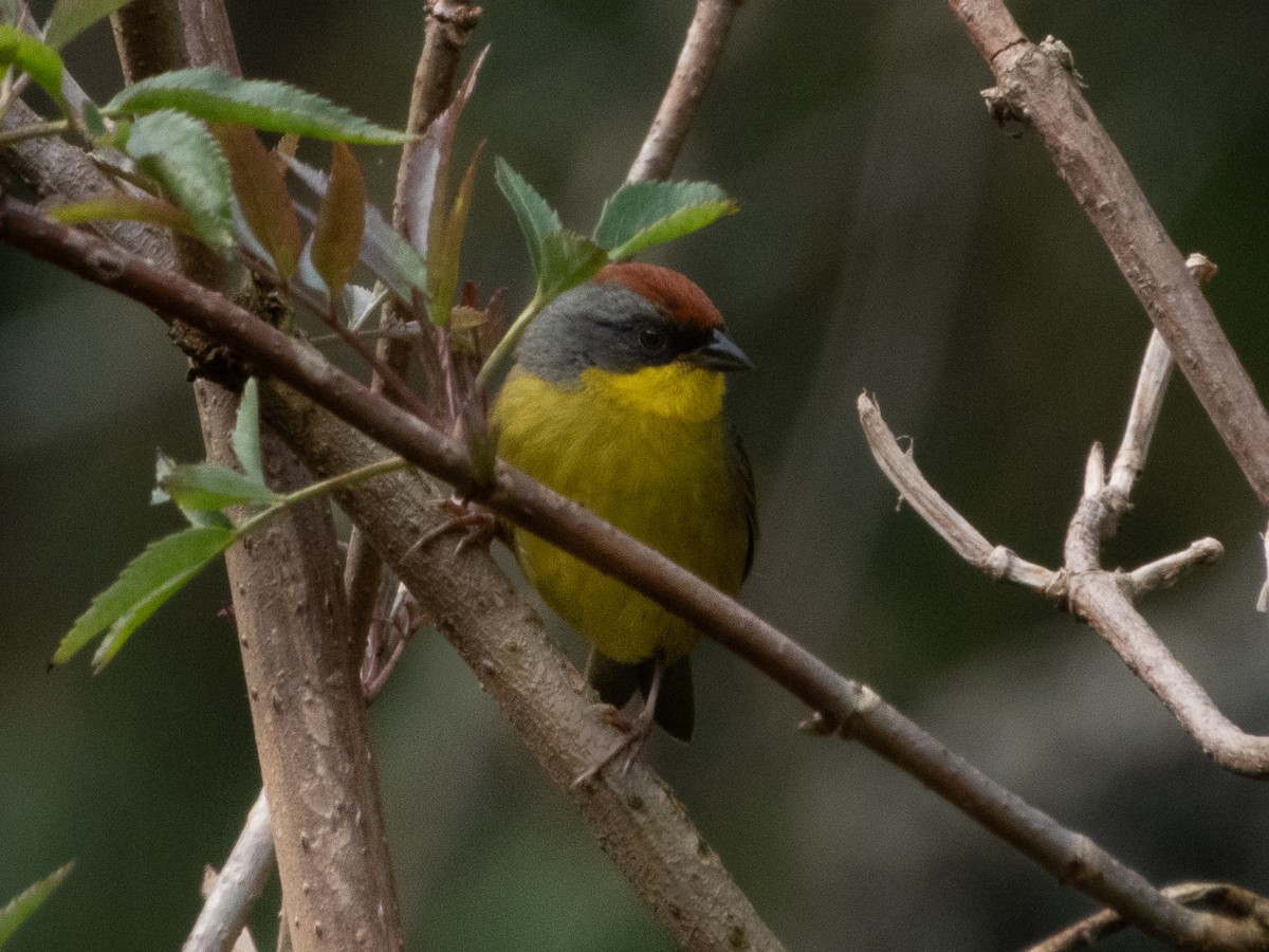 Rufous-capped Brushfinch - ML646489635