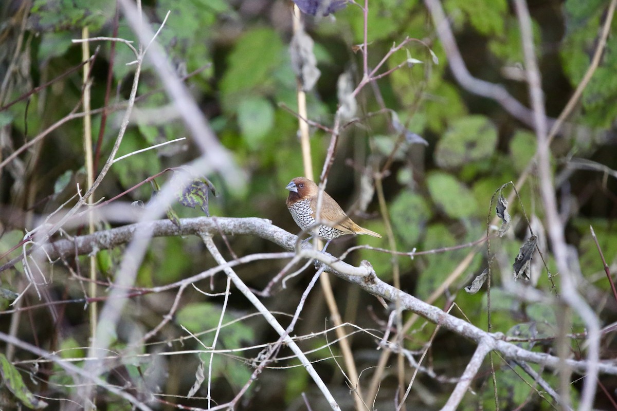 Scaly-breasted Munia - ML646489636