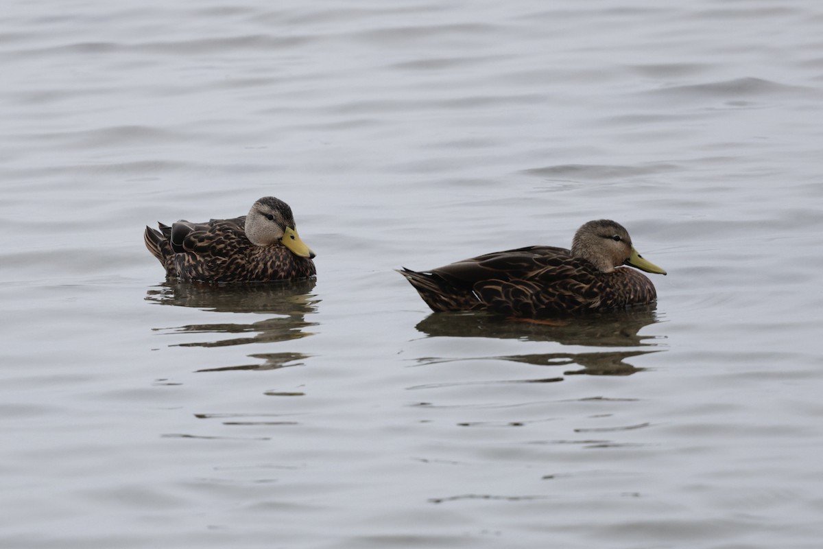 Mottled Duck - ML646489637