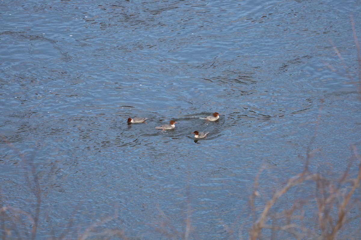 Common Merganser - ML646489638