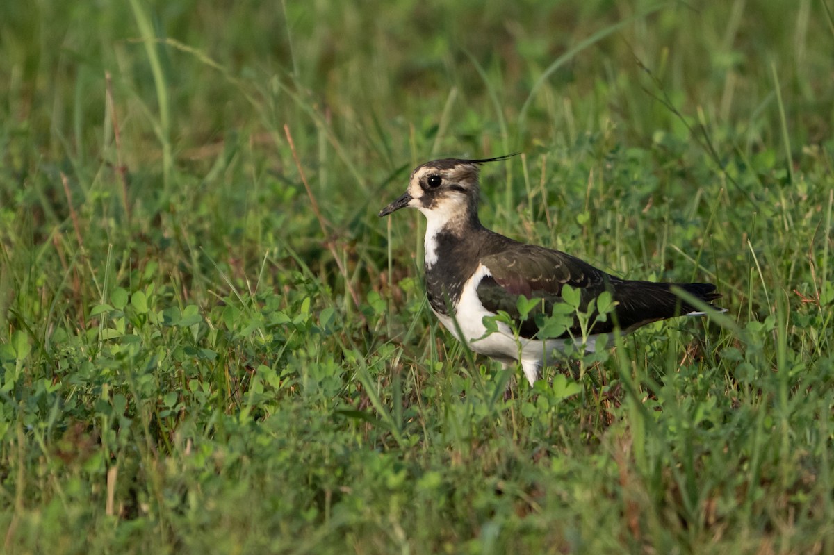 Northern Lapwing - ML646489639