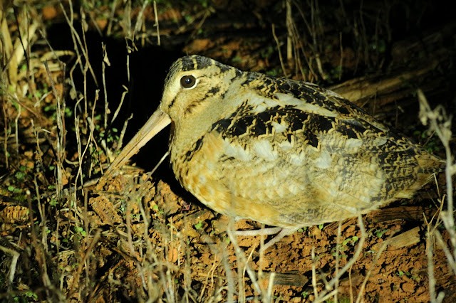 American Woodcock - ML646489640