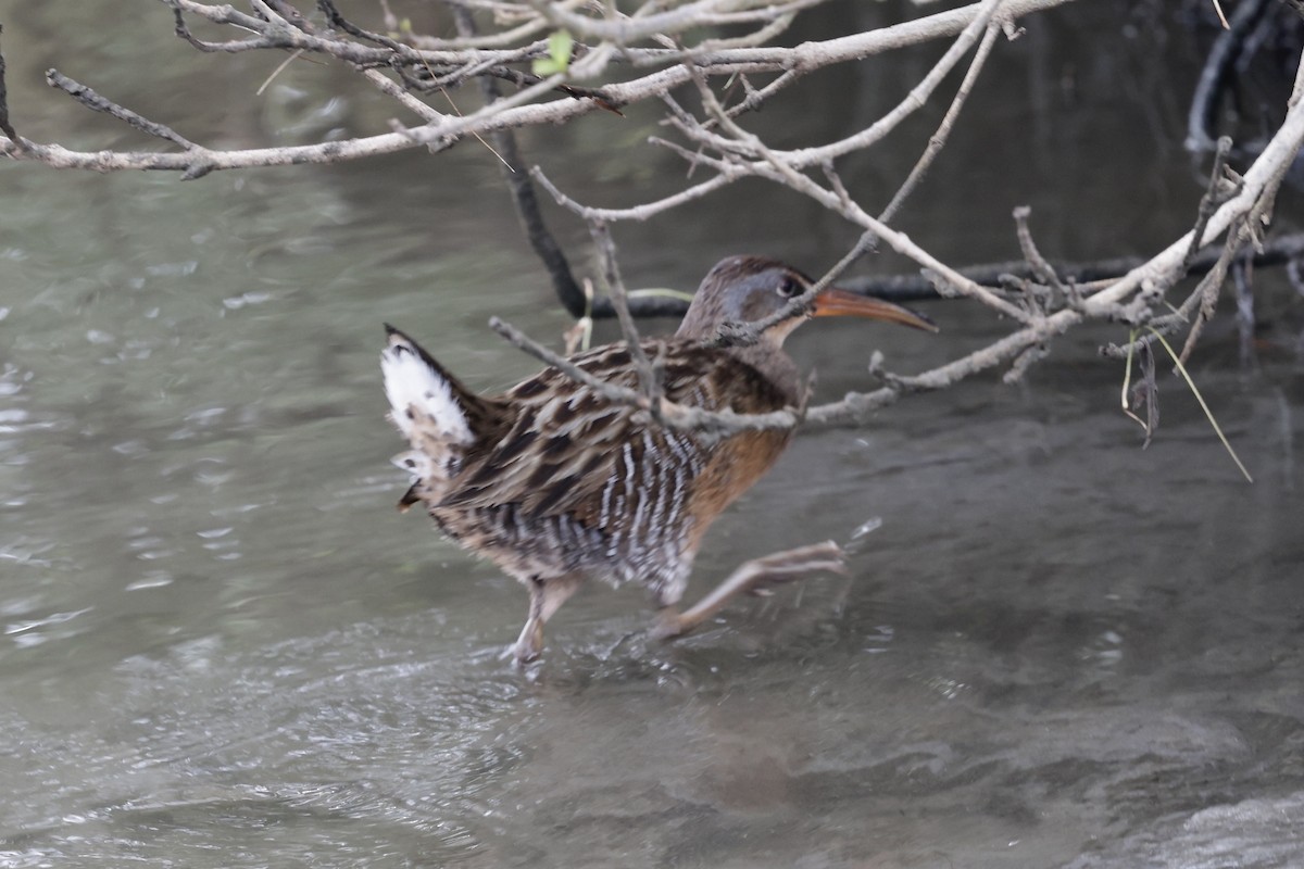 Clapper Rail - ML646489641
