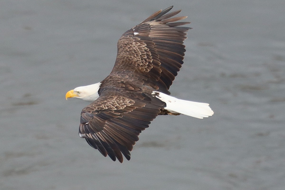 Bald Eagle - ML646489643