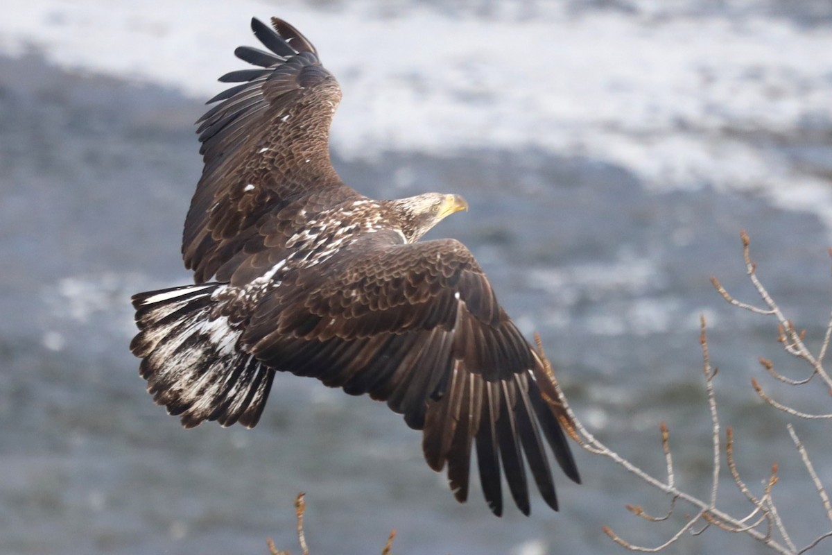 Bald Eagle - ML646489645