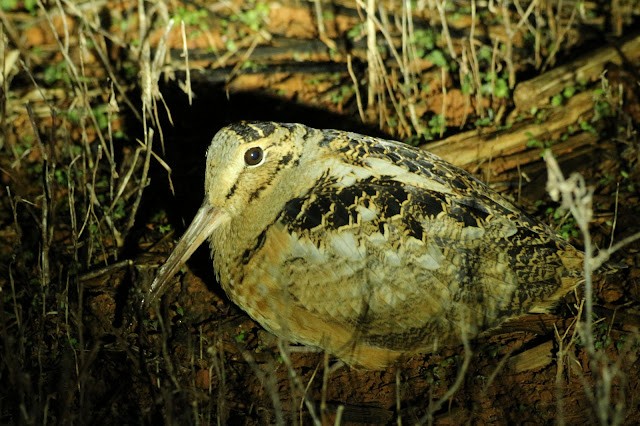 American Woodcock - ML646489646