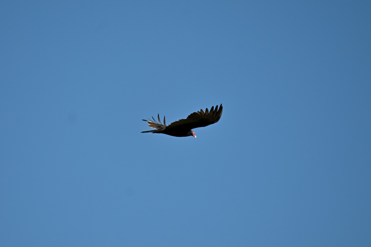 Turkey Vulture - ML646489647