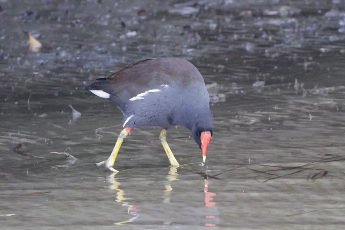 Американская камышница - ML646489648