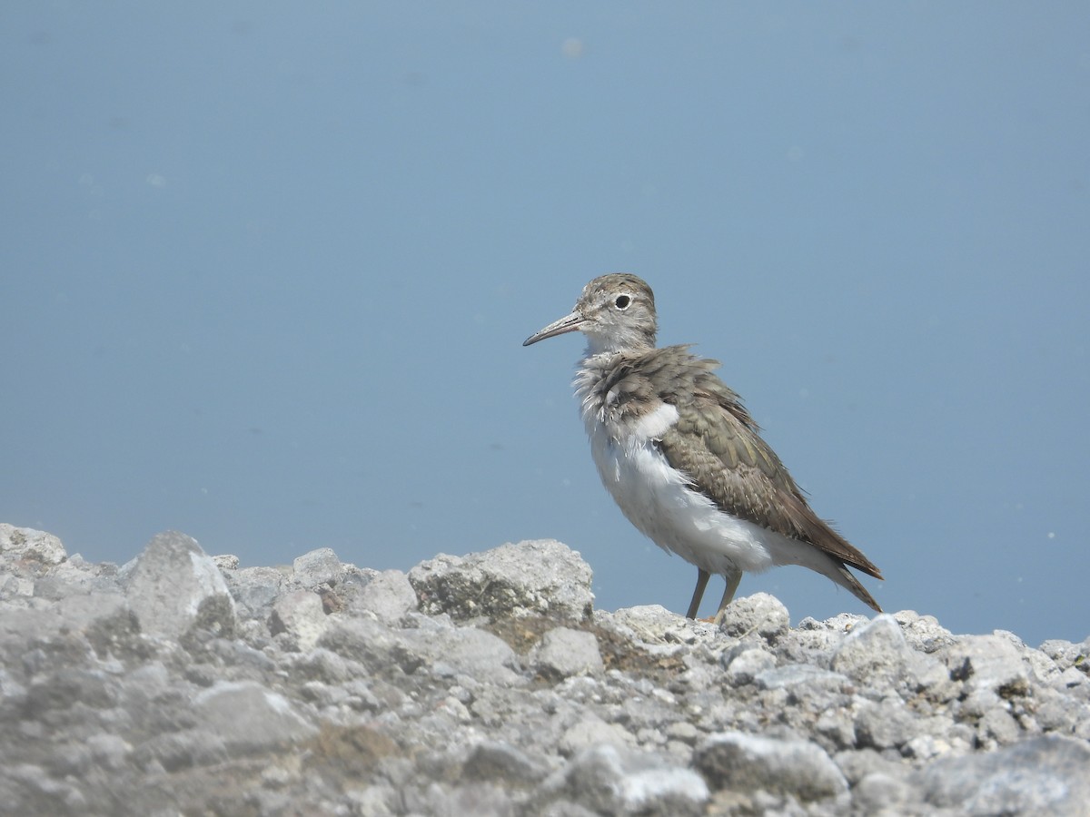 アメリカイソシギ - ML646489649