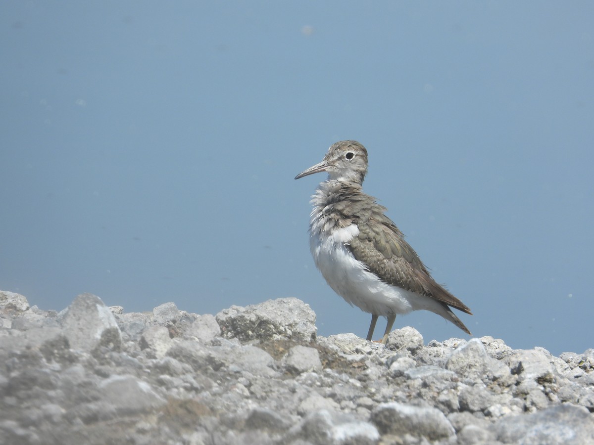 アメリカイソシギ - ML646489650