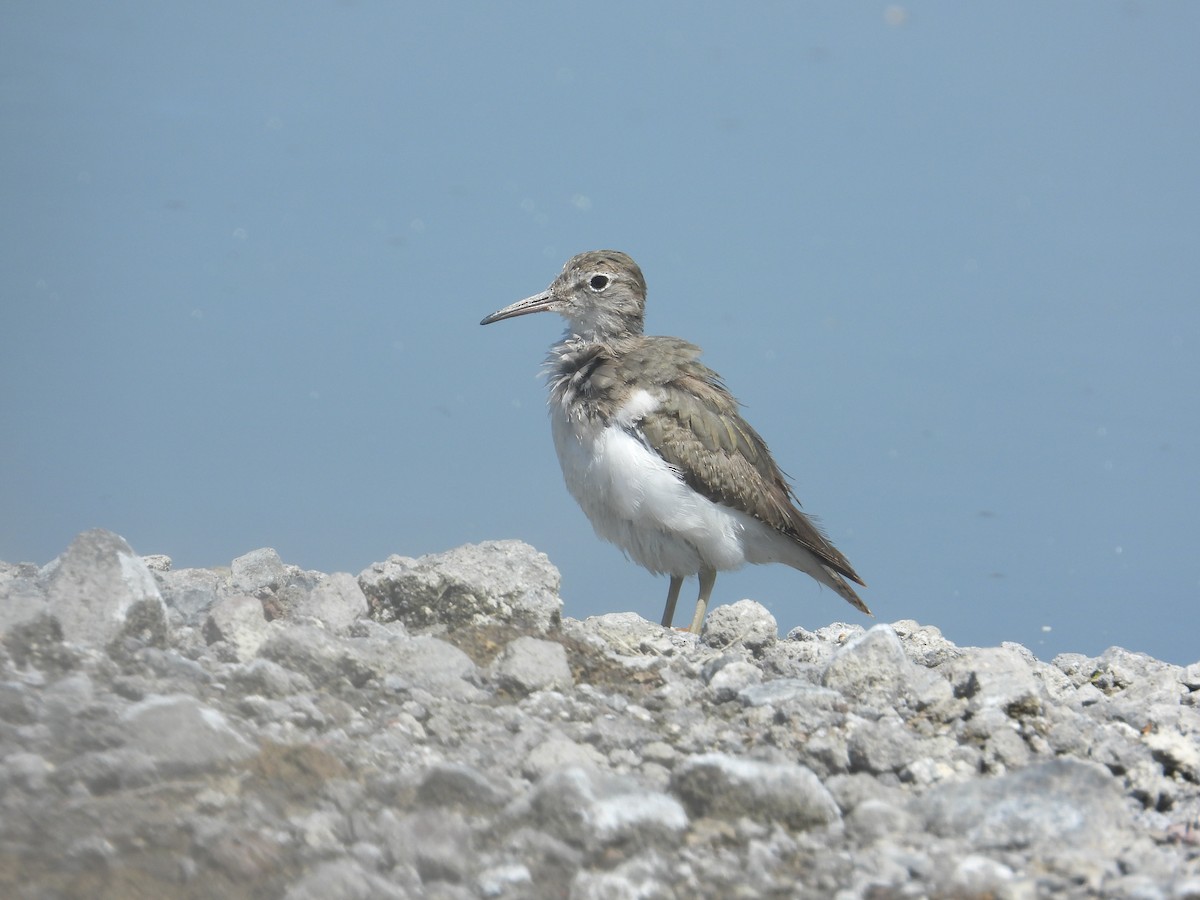 アメリカイソシギ - ML646489651