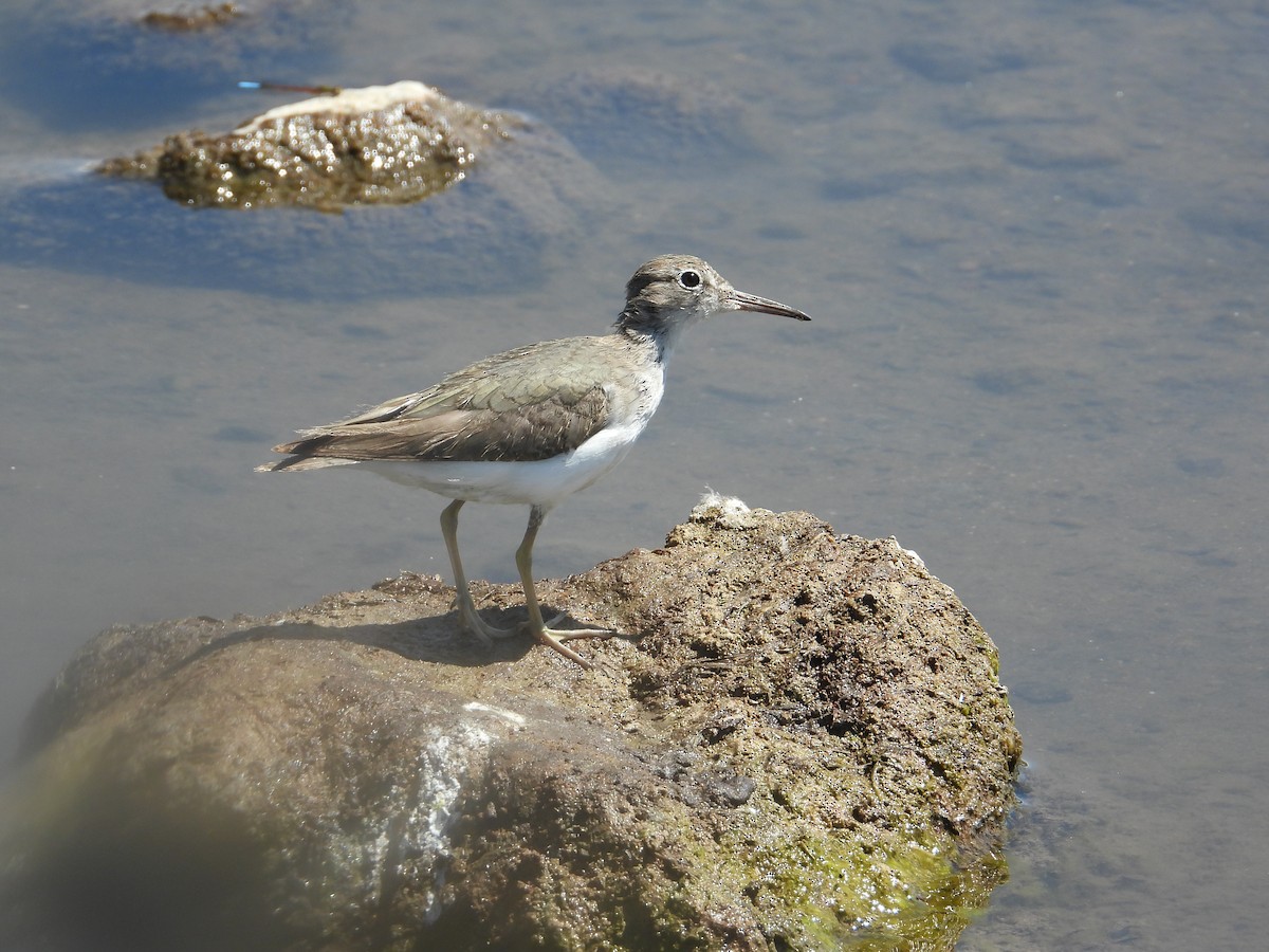 アメリカイソシギ - ML646489652