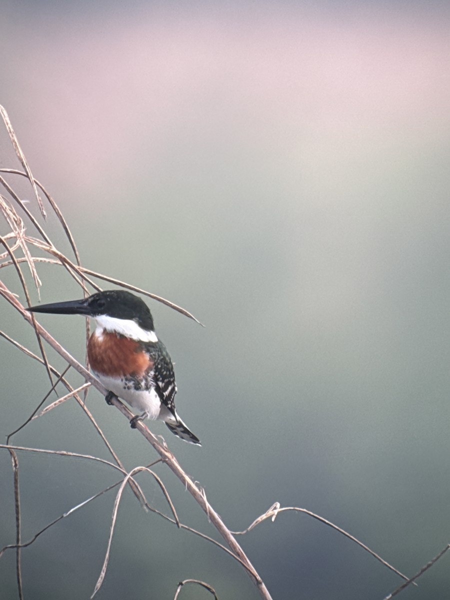 Yeşil Yalıçapkını - ML646489653