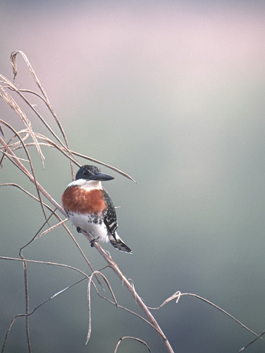 ミドリヤマセミ - ML646489654