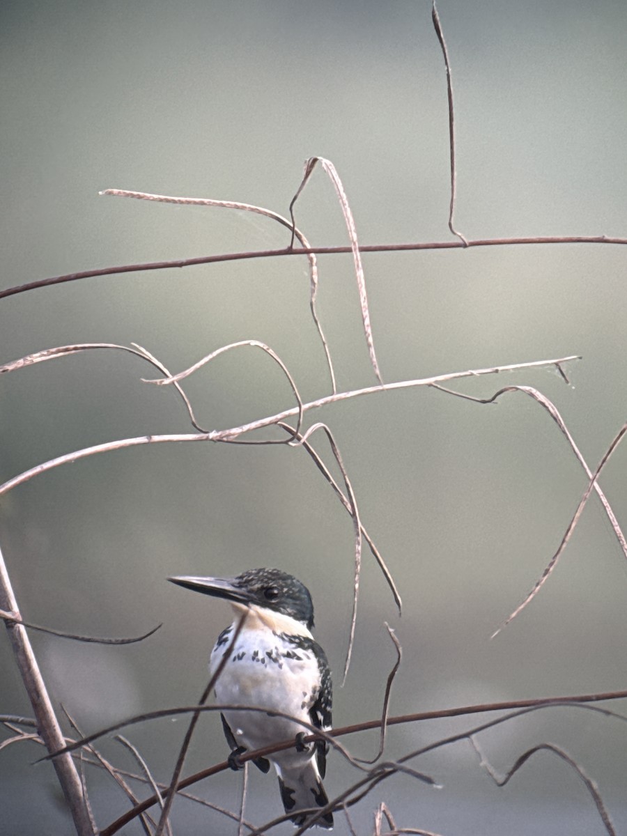 Yeşil Yalıçapkını - ML646489655