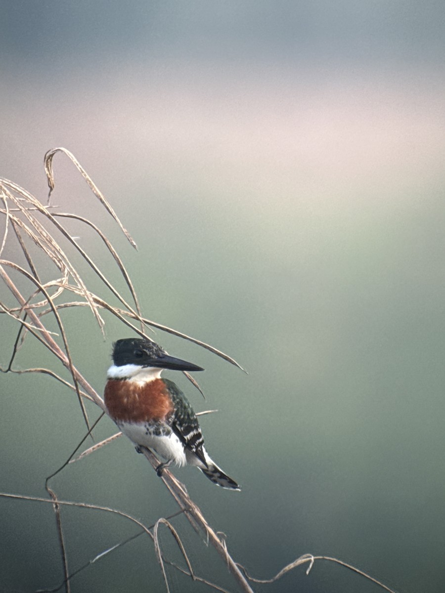 Yeşil Yalıçapkını - ML646489656