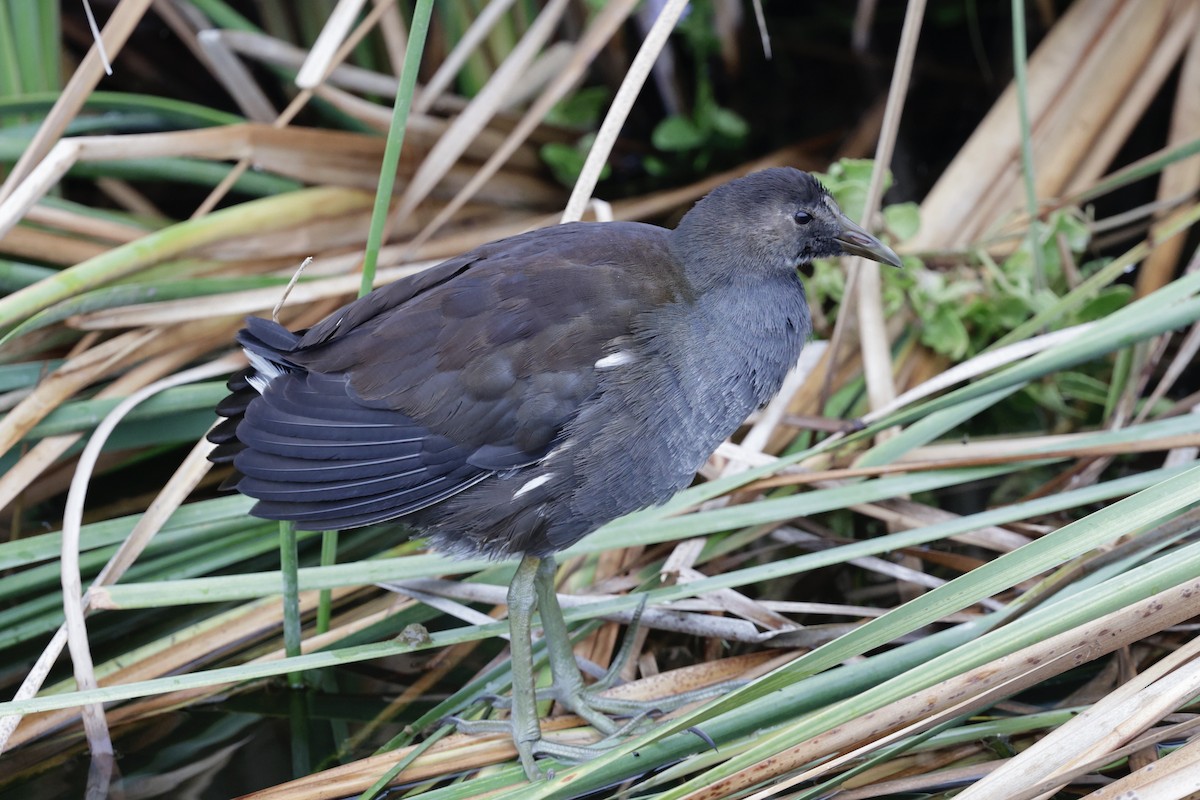 アメリカバン - ML646489657