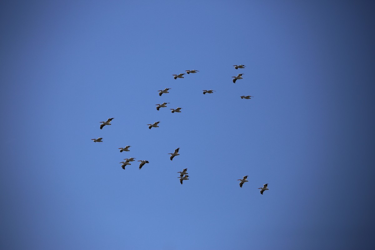 アメリカシロペリカン - ML646489658