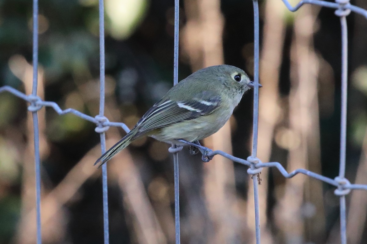 スナイロモズモドキ - ML646489659