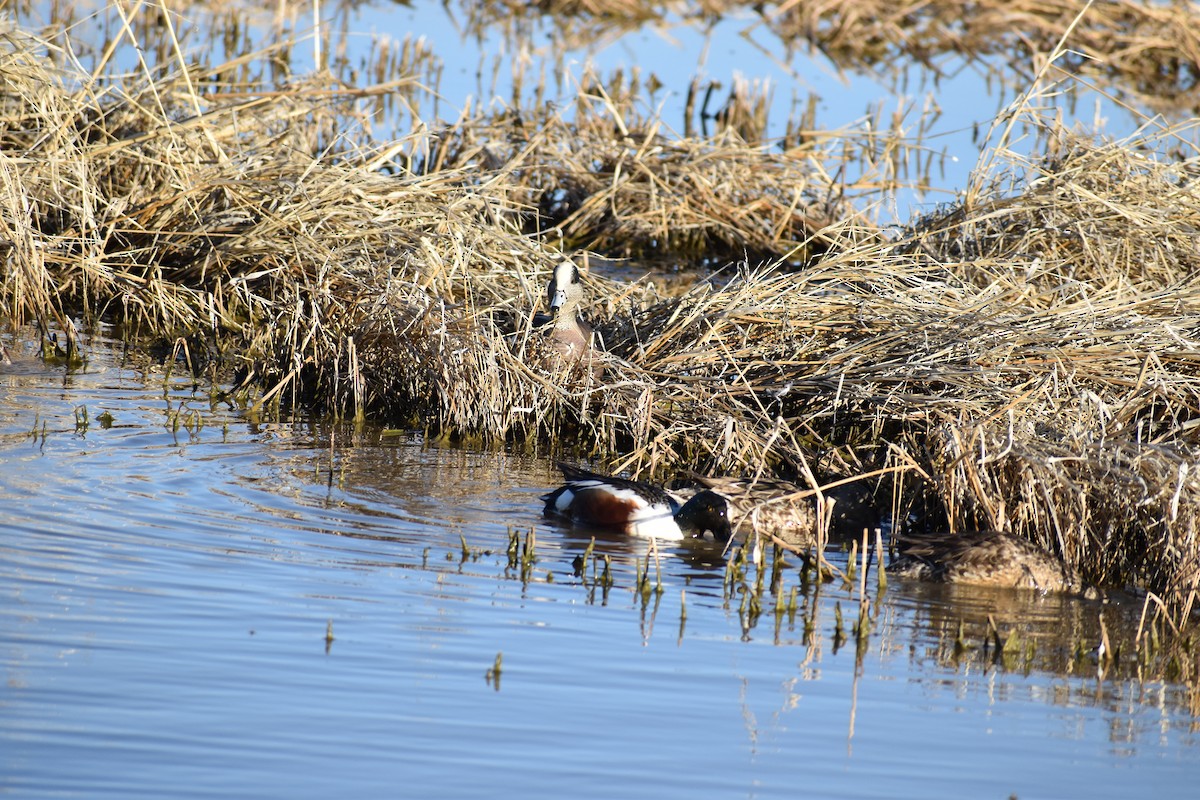 アメリカヒドリ - ML646489660