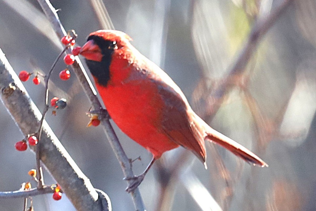 ショウジョウコウカンチョウ - ML646489662