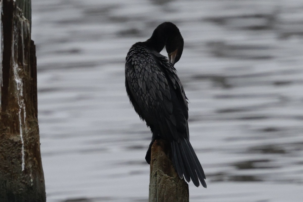 ナンベイヒメウ - ML646489665