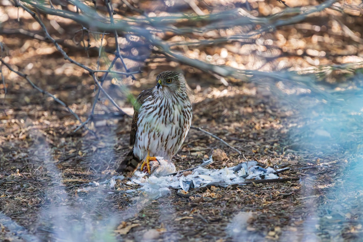 クーパーハイタカ - ML646489666