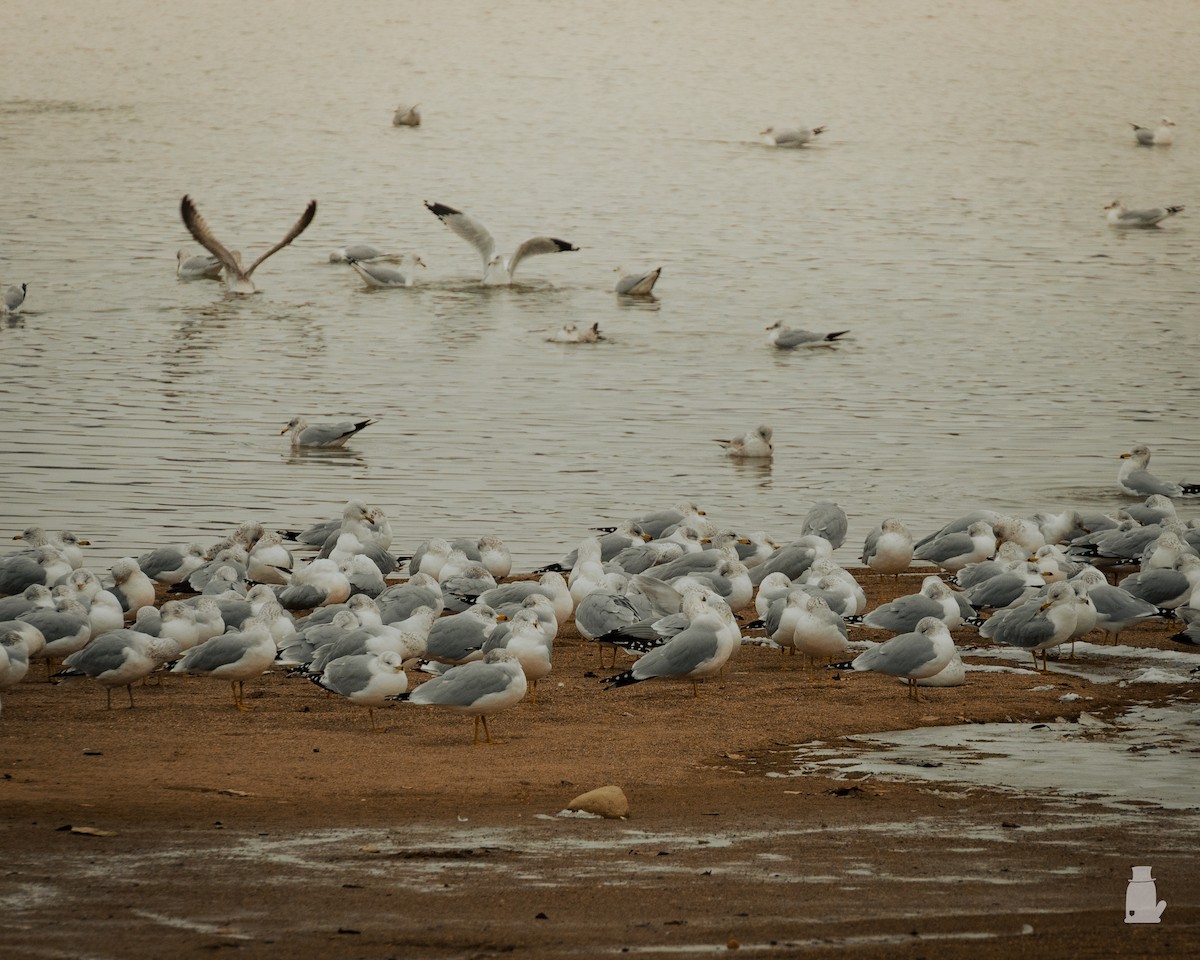 クロワカモメ - ML646489667